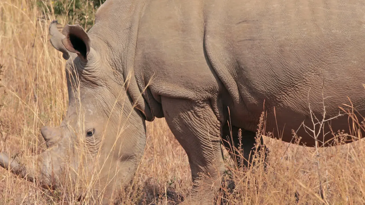 Rhino grazing in south africa