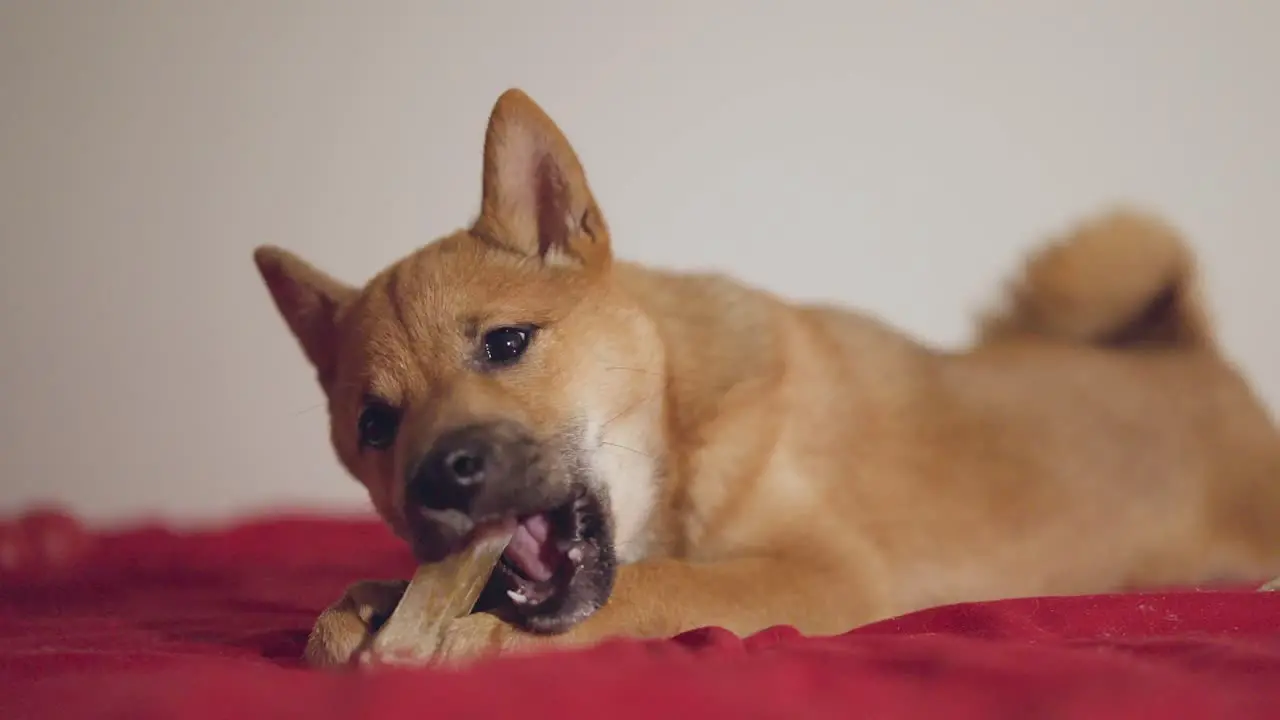 Shiba inu puppy dog playing biting a toy in 4k and slow motion