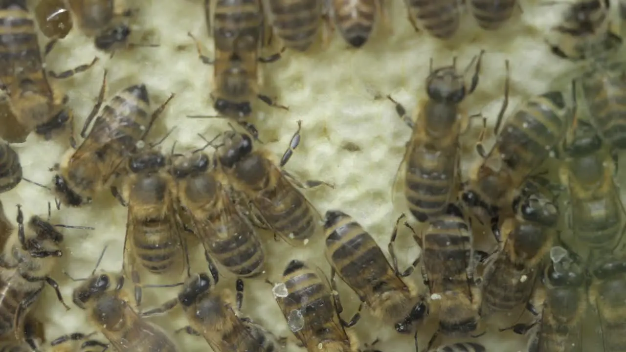 Bees in honeycomb in the Olympic Region in Seefeld