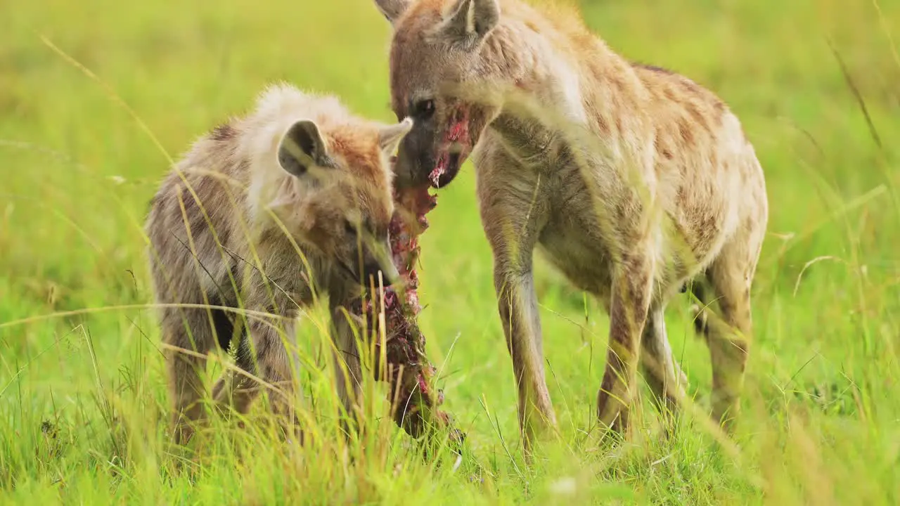 Slow Motion Shot of Close up faces of Hyenas with prey feeding on scavenged kill in lush grass of the Masai Mara North Conservancy African Wildlife in Maasai Mara National Reserve Kenya