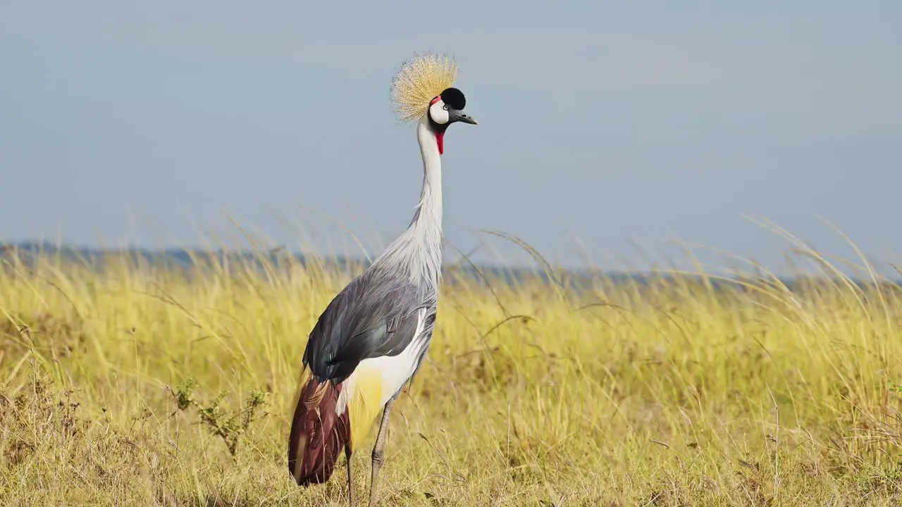 Slow Motion Shot of Grey Crowned Crane amazing plumage and feathers standing among tall grass blowing in the wind African Wildlife in Maasai Mara National Reserve Kenya