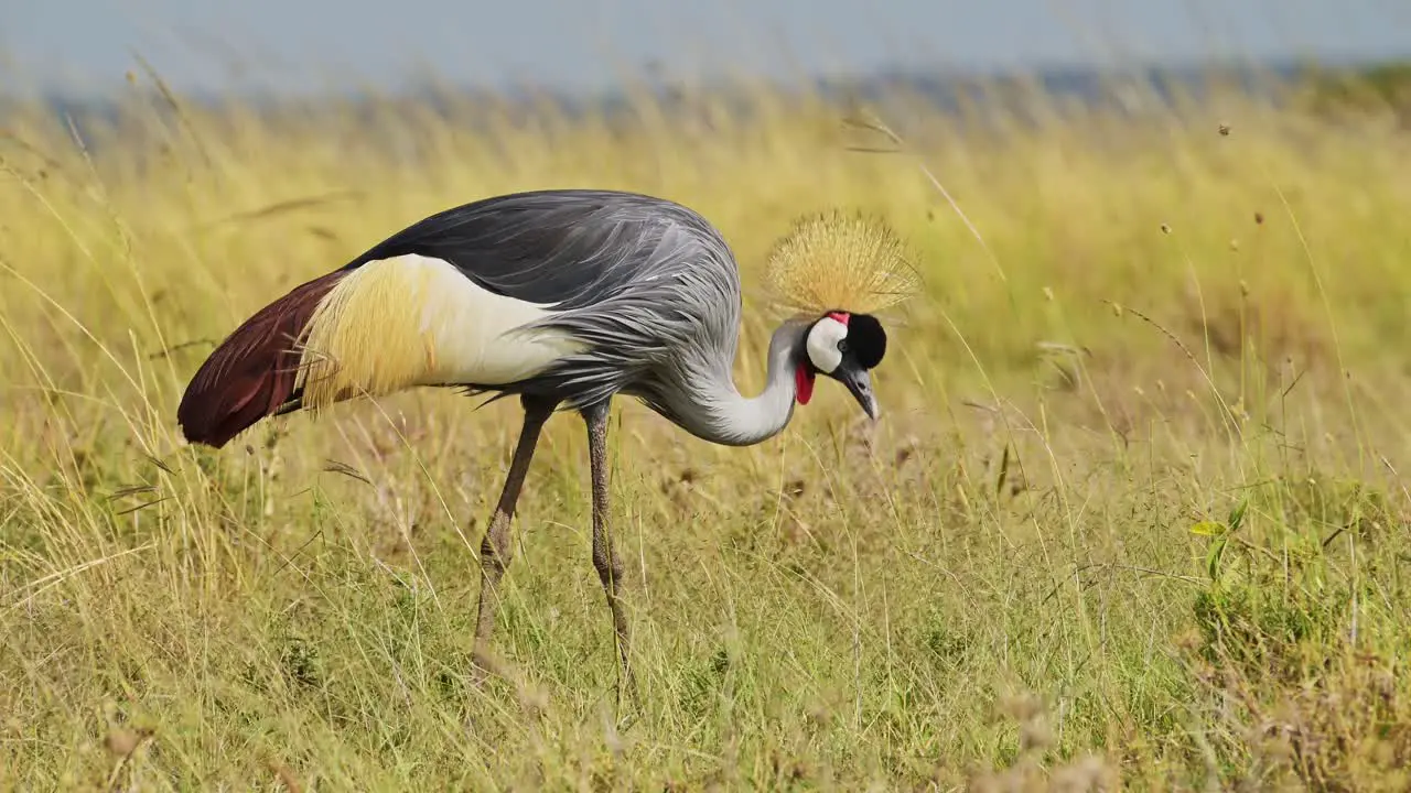 Slow Motion Shot of Grey Crowned Cranes walking and feeding on the grasses of the dry savannah savanna in grazing in Maasai Mara National Reserve Kenya Africa Safari Animals in Masai Mara