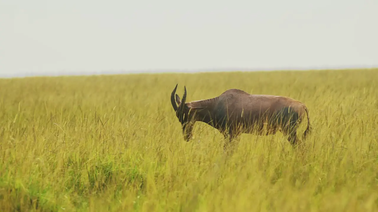 Slow Motion Shot of Topi walking through tall grass in wide open savannah of massai mara national reserve African Wildlife in Kenya Africa Safari Animals in Masai Mara North Conservancy