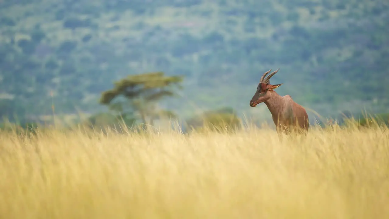 African Wildlife safari animal in tall grass of luscious savannah and acacia tree forest in background Maasai Mara National Reserve Kenya Africa Safari Animals in Masai Mara North Conservancy