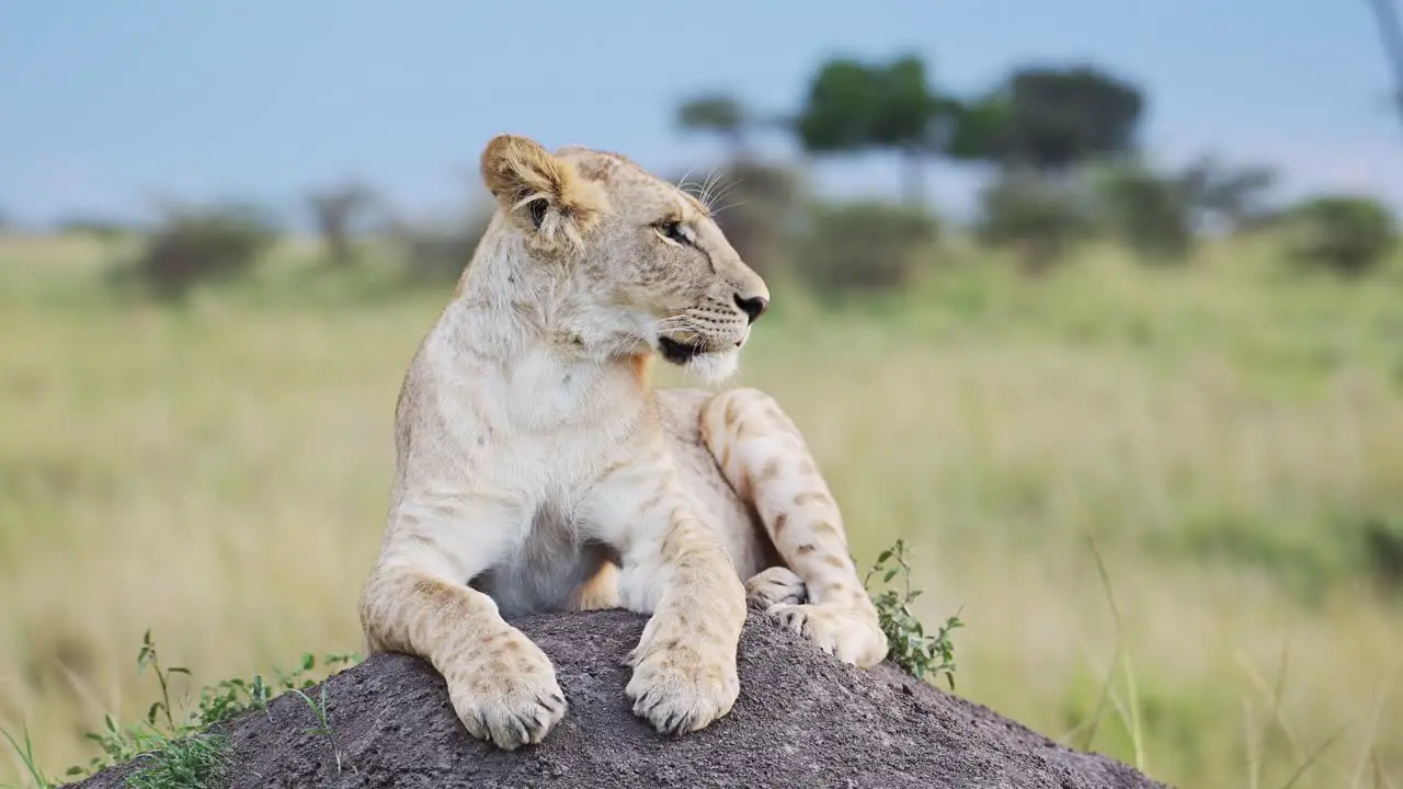 Lioness in Maasai Mara Kenya Lion in Africa on Masai Mara African Wildlife Safari Close Up Shot of Lions Lying Down Resting on Top of Termite Mound Looking Around