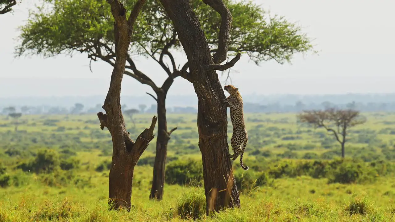 Slow Motion of Leopard Climbing a Tree Amazing Maasai Mara African Safari Animal Wildlife Leaping and Jumping Up a Trunk with Beautiful Africa Masai Mara Landscape Unique Sighting in Kenya