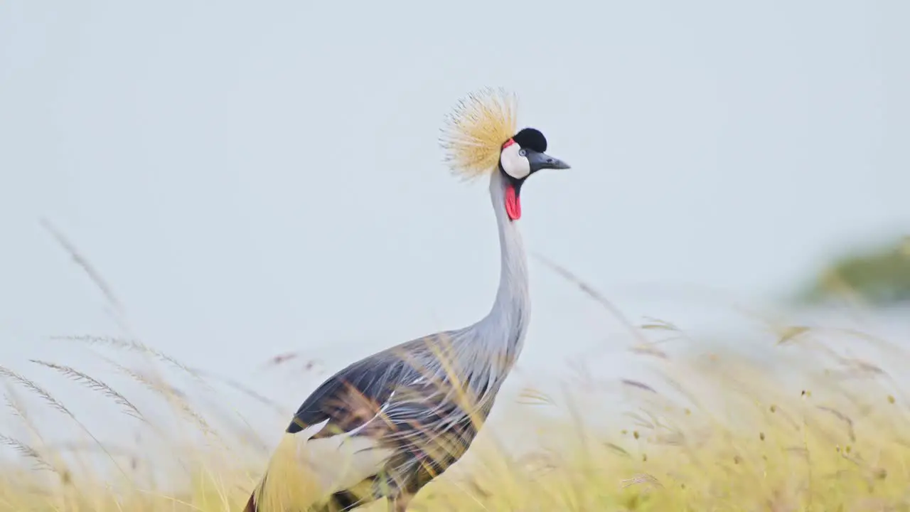 Slow Motion Shot of Grey Crowned Crane grazing in the tall grasslands in windy conditions bending down and eating grasses in Masai Mara North Conservancy Exotic African Wildlife