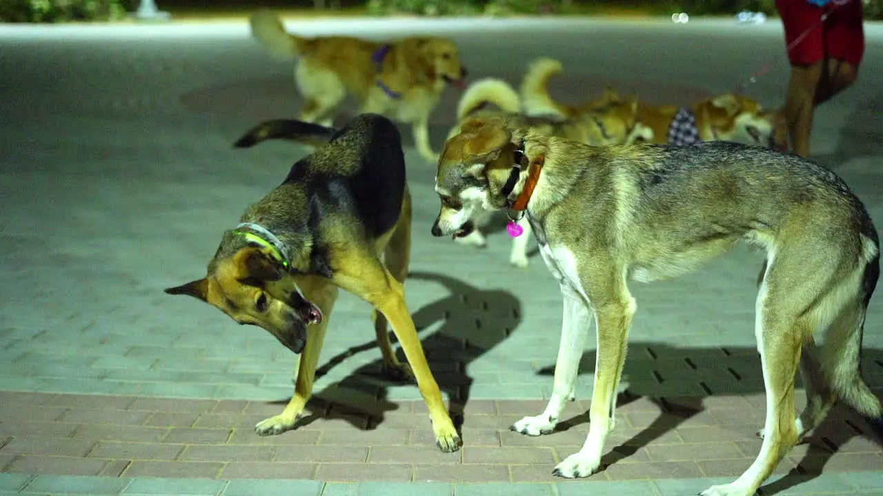 Two big dogs playing aggressively