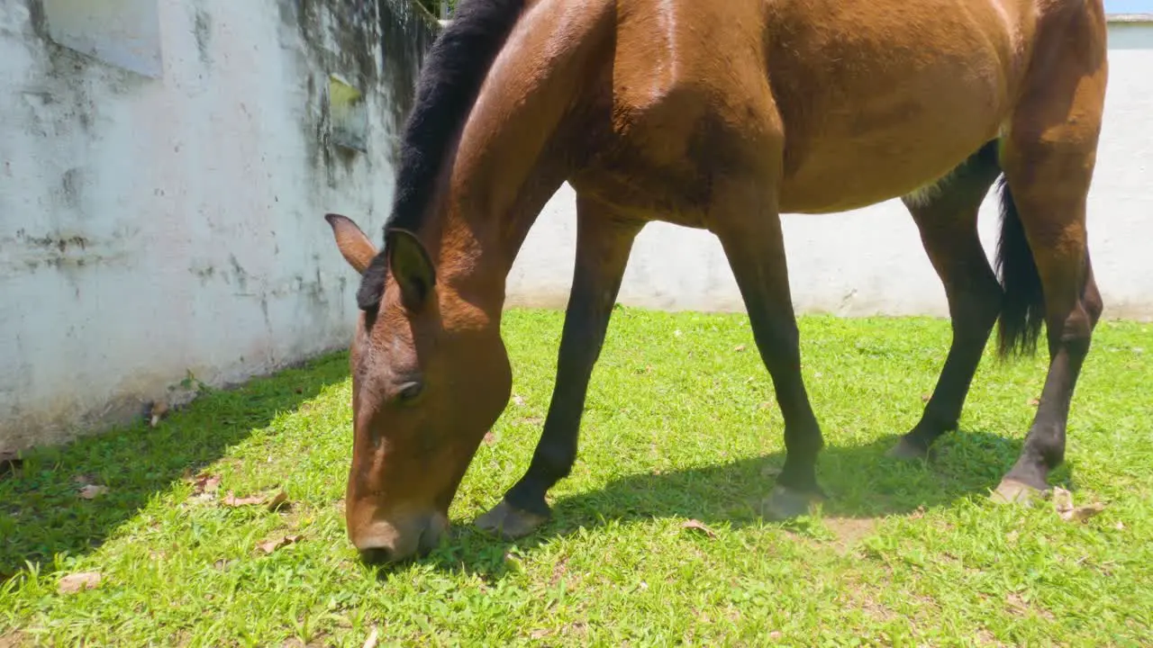 Closeup of brown horse eating grass and looking at camera