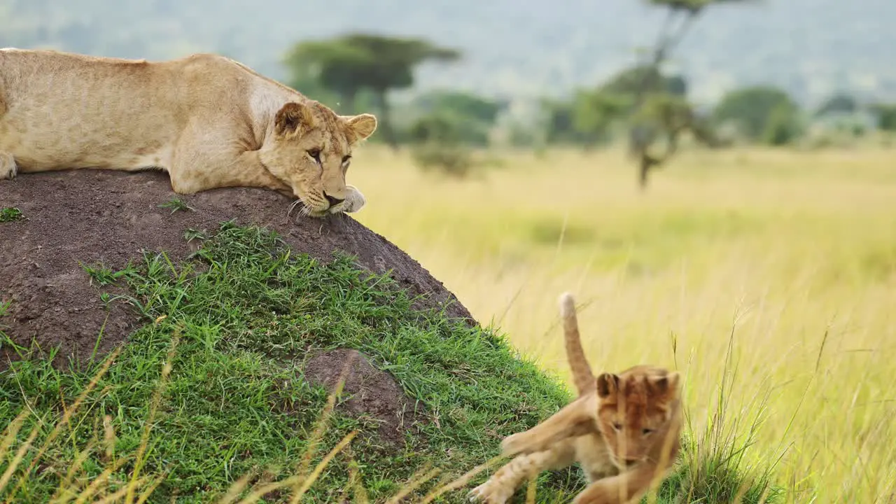 Slow Motion of Lion Mother Watching Two Cute Lion Cubs Playing in Africa Caring For and Looking After her Young Babies Baby Animals in Masai Mara Kenya on African Wildlife Safari in Maasai Mara