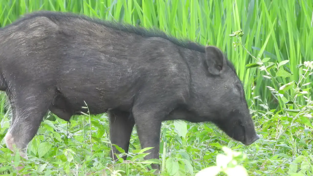 Pig relaxing green grass meat 