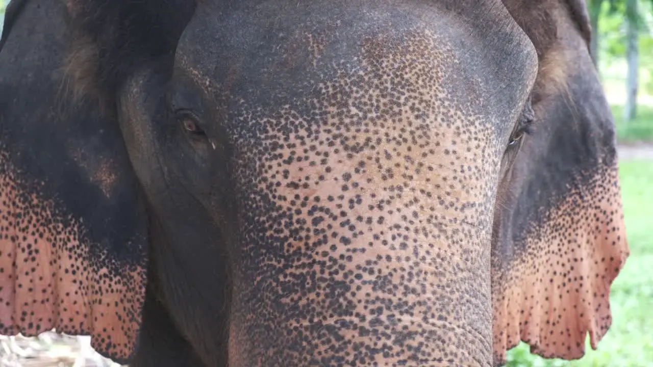 Thai elephant close up of head and ears