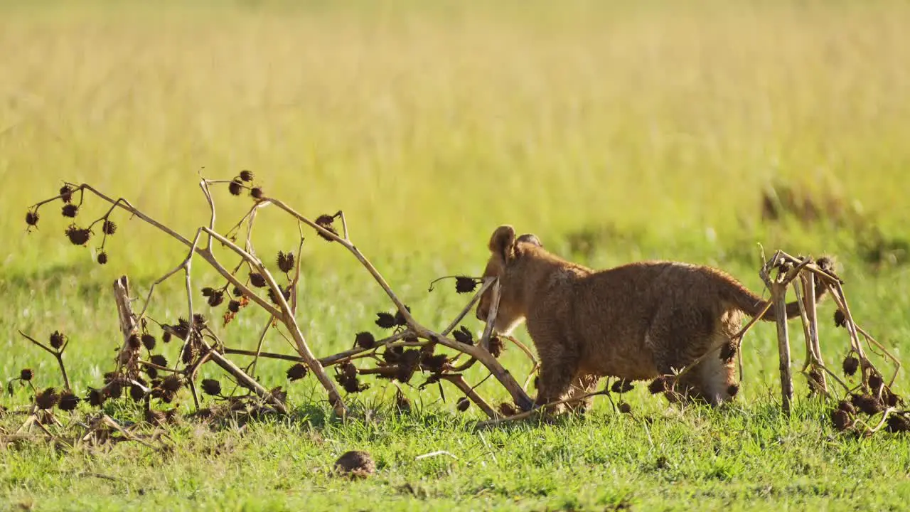 Playful young lion cub playing with tree on African masai mara savannah grasslands African Wildlife in Maasai Mara National Reserve Kenya Africa Safari Animals in North Conservancy