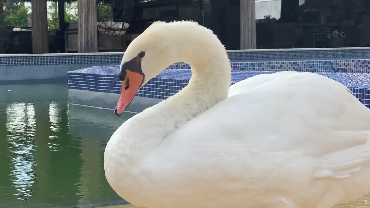 beautiful white swan bird animal