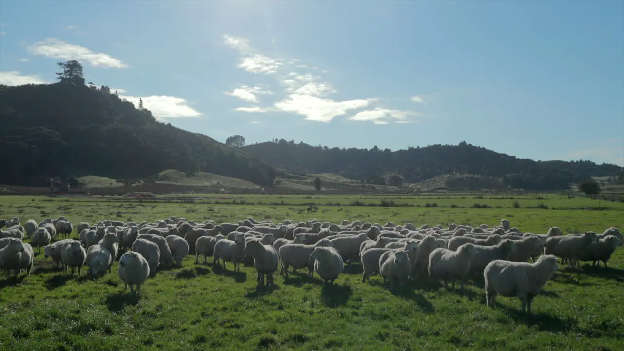 large herd of sheep basking in the sun and grazing