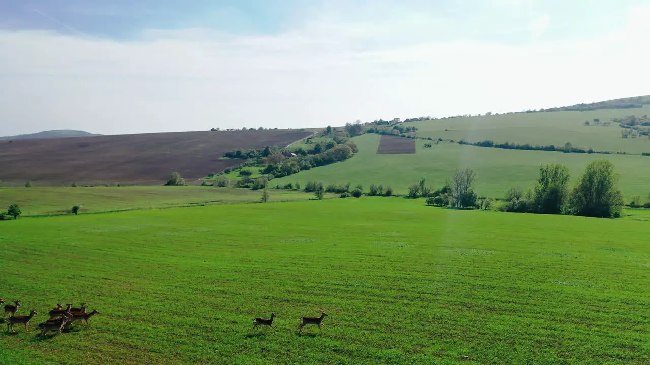 Aerial footage of a herd of deers running away from left to right on green grass close to fields