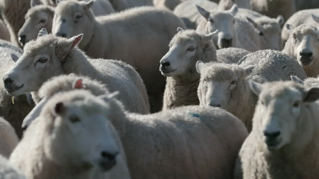 hundreds of sheep being herded in