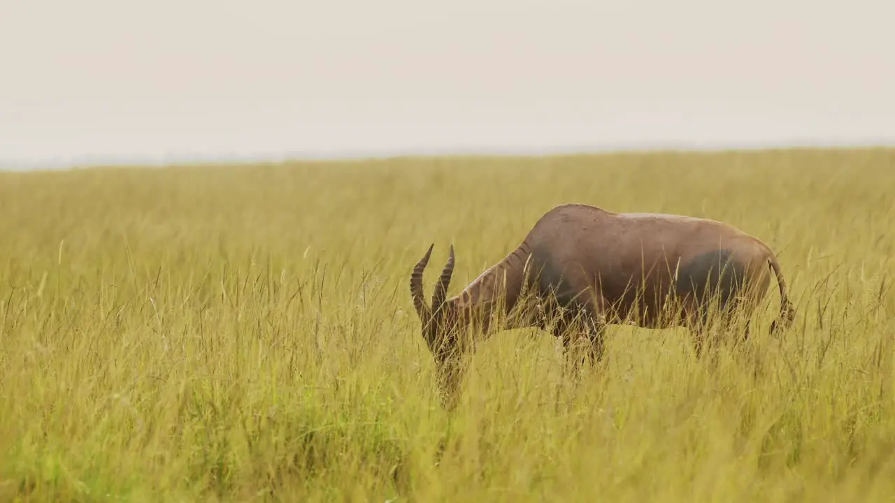 Topi standing among tall grass in wide open savannah of massai mara national reserve African Wildlife in Kenya Africa Safari Animals in Masai Mara North Conservancy