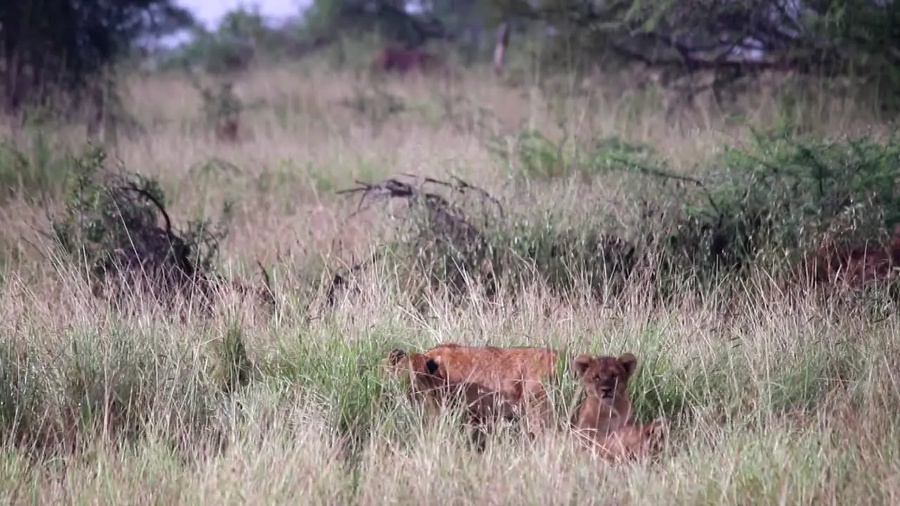 Lion cubs hiding in the tall grass on the plains of Africa