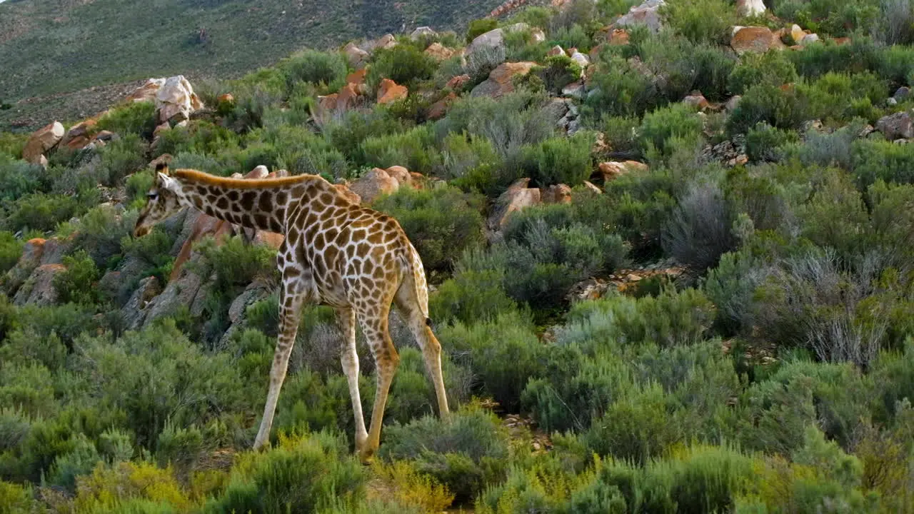 Cape giraffe has stunning coat pattern with brown patches walks in shrubland