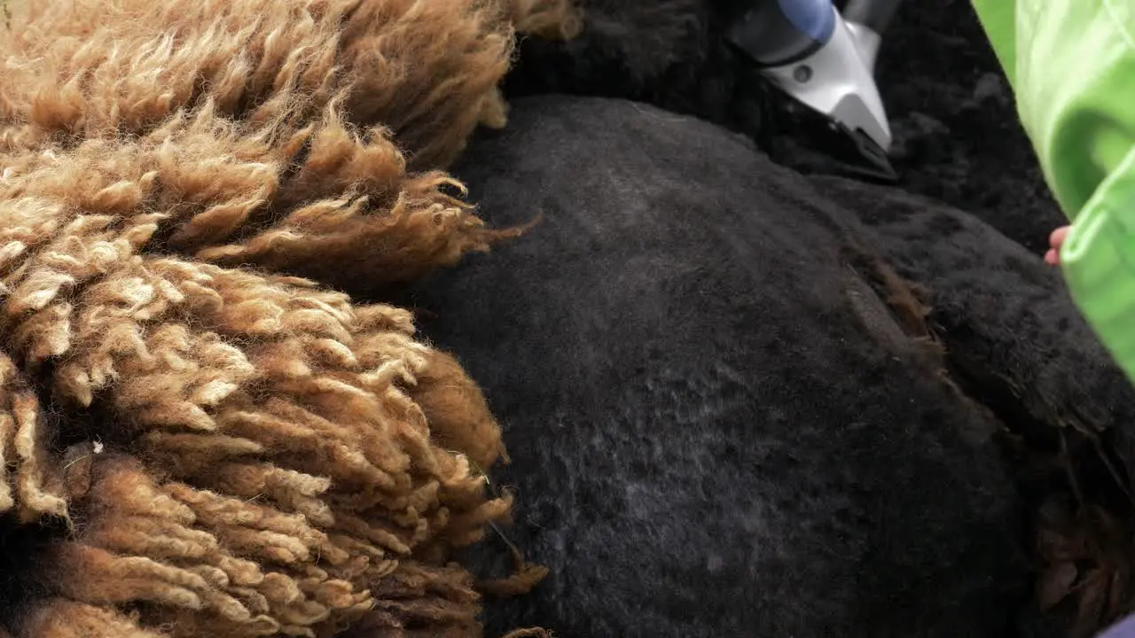 Shearing a Brown Sheep with an Electronic Portable Shearing Machine Close Up Shot