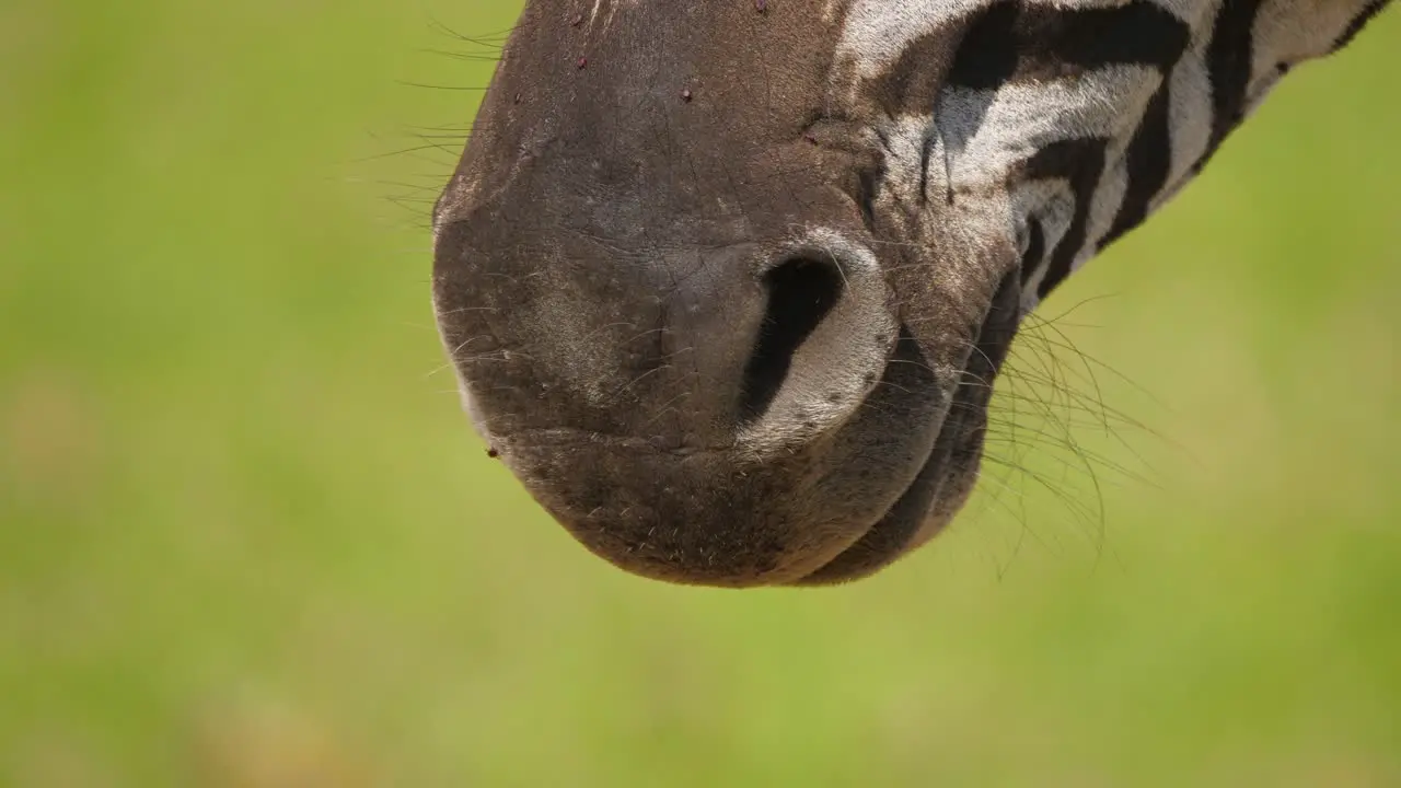 View of zebra nostrils and pan up to face