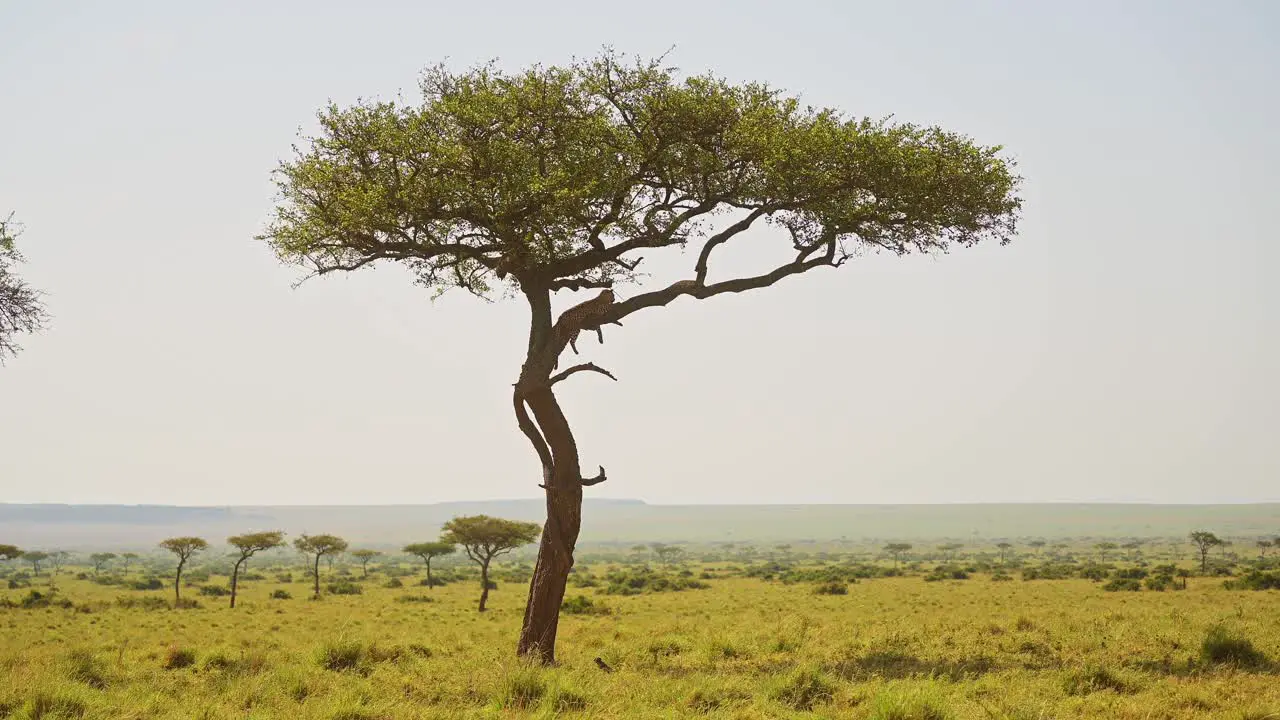 Amazing African Wildlife Leopard Lying on a Branch Up an Acacia Tree Masai Mara Africa Safari Animal in Beautiful Maasai Mara National Reserve Landscape Scenery Unique Sighting Encounter Kenya