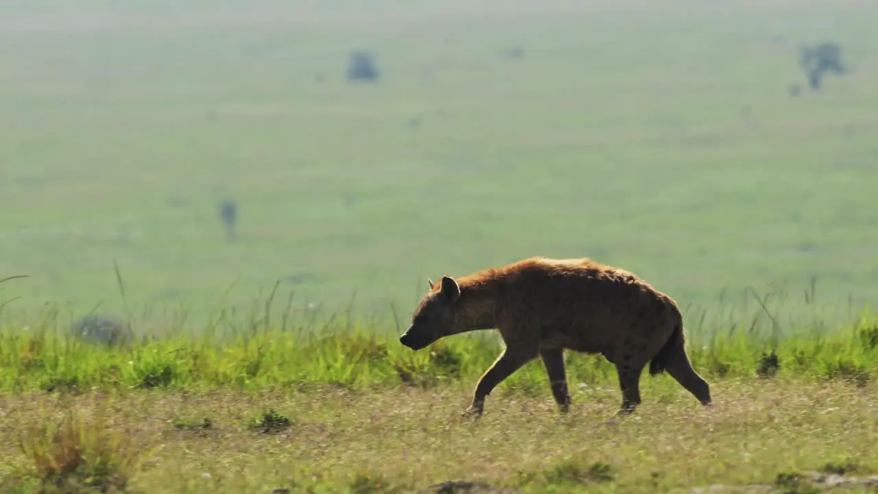 Slow Motion Shot of African wildlife Hyena in the savanna plains isolated alone in Maasai Mara National Reserve Kenya Africa Safari Animals in Masai Mara North Conservancy