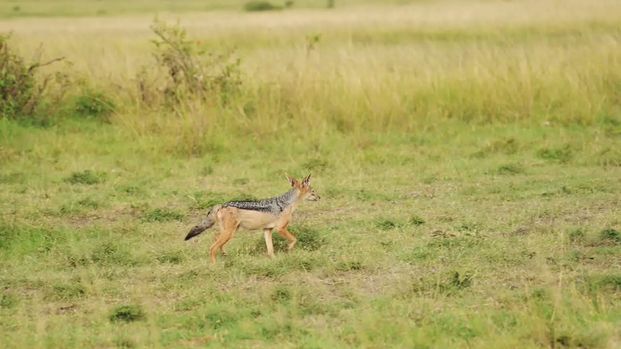 Slow Motion Shot of African Wildlife in Maasai Mara National Reserve natural habitat of Jackal in lush grasslands of Kenya Africa Safari Animals in Masai Mara North Conservancy