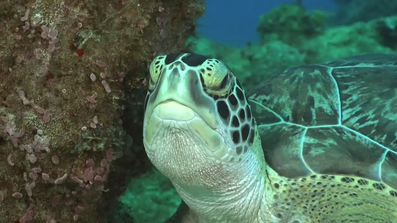 Sea Turtle close up on coral reef filmed from front