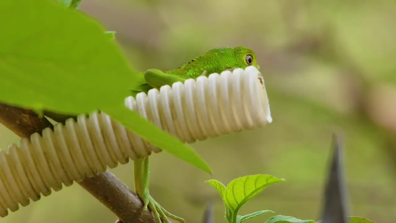 Telephoto closeup of baby green iguana hanging onto corrugated white pipe