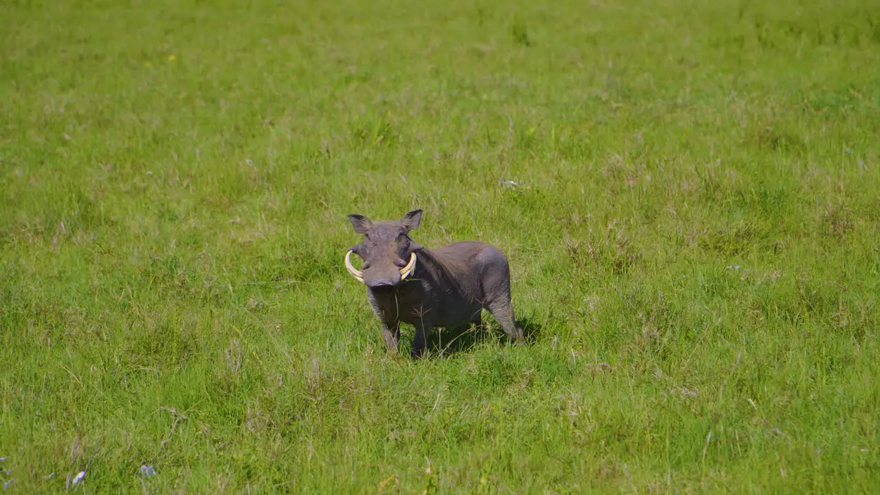 warthog resting and feeding on green grass in a meadow in the sunny African savannah on safari