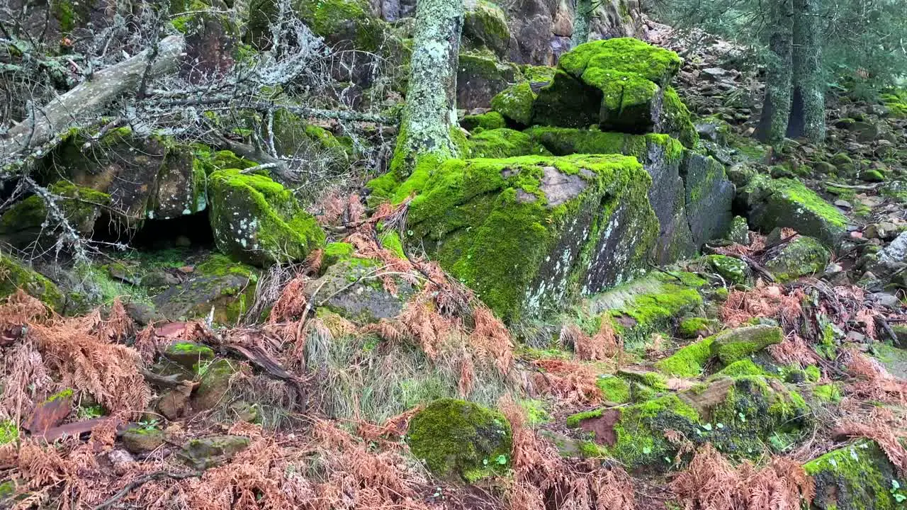 Old trees and rocks covered in green moss in a forest in Marbella Malaga nature in Spain 4K shot