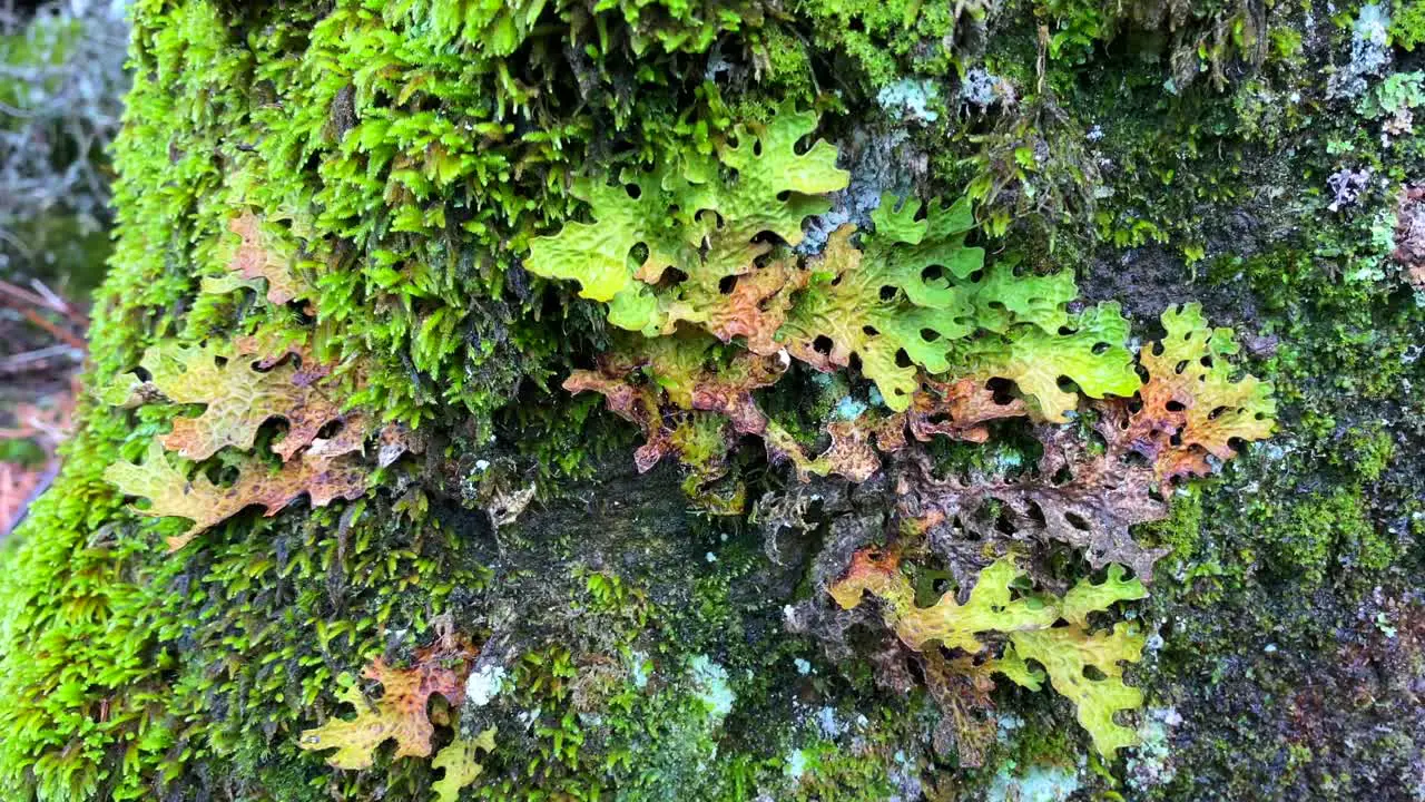 Beautiful special bright green moss growing on a rock in a forest in Marbella Malaga nature in Spain 4K shot