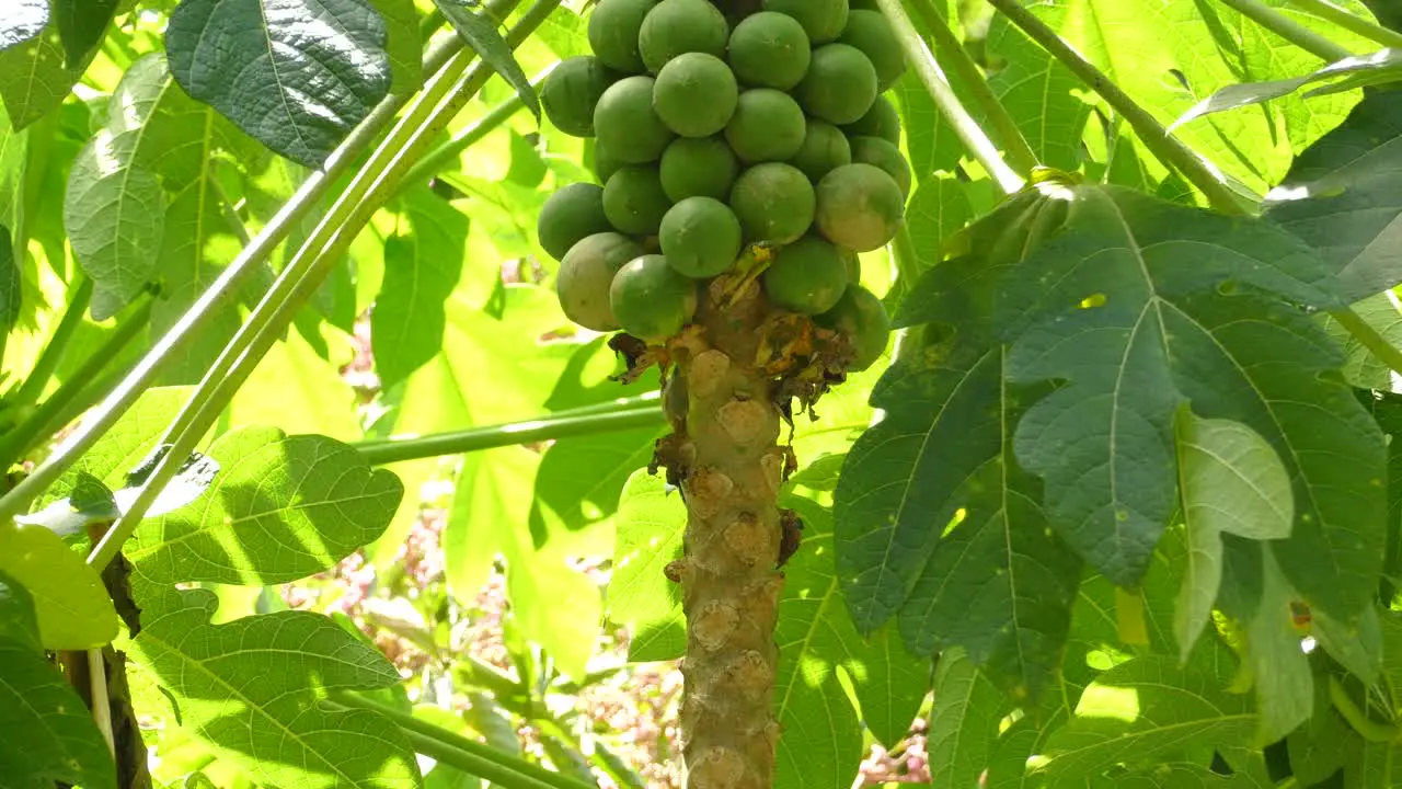 Papaya tree with fruits hanging from the trunk