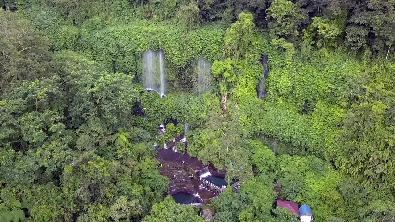 Rainforest the green lungs of the earth