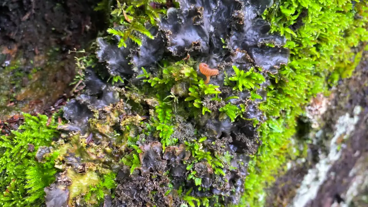 Beautiful bright green moss and fungi growing on a rock in a forest in Marbella Malaga nature in Spain 4K shot