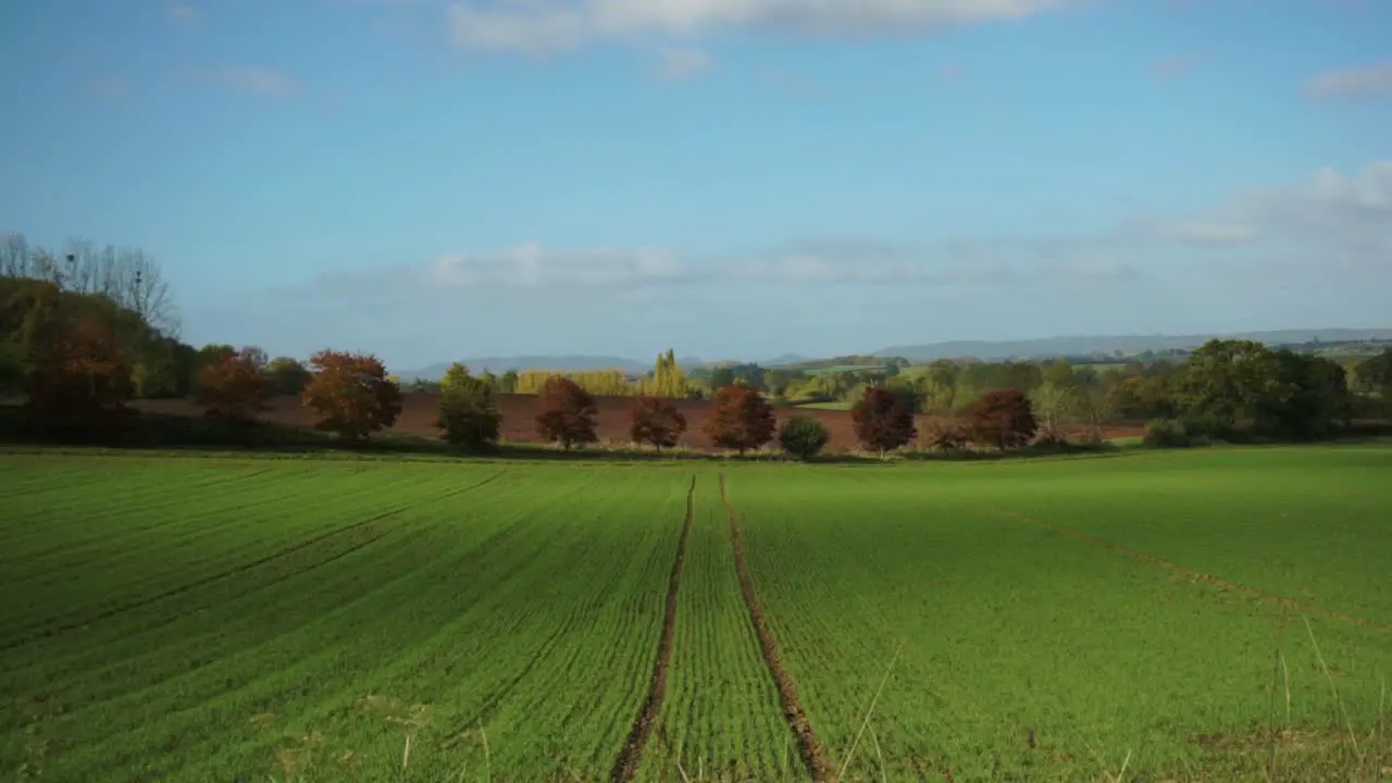 Pleasing symmetrical green field in gentle wind