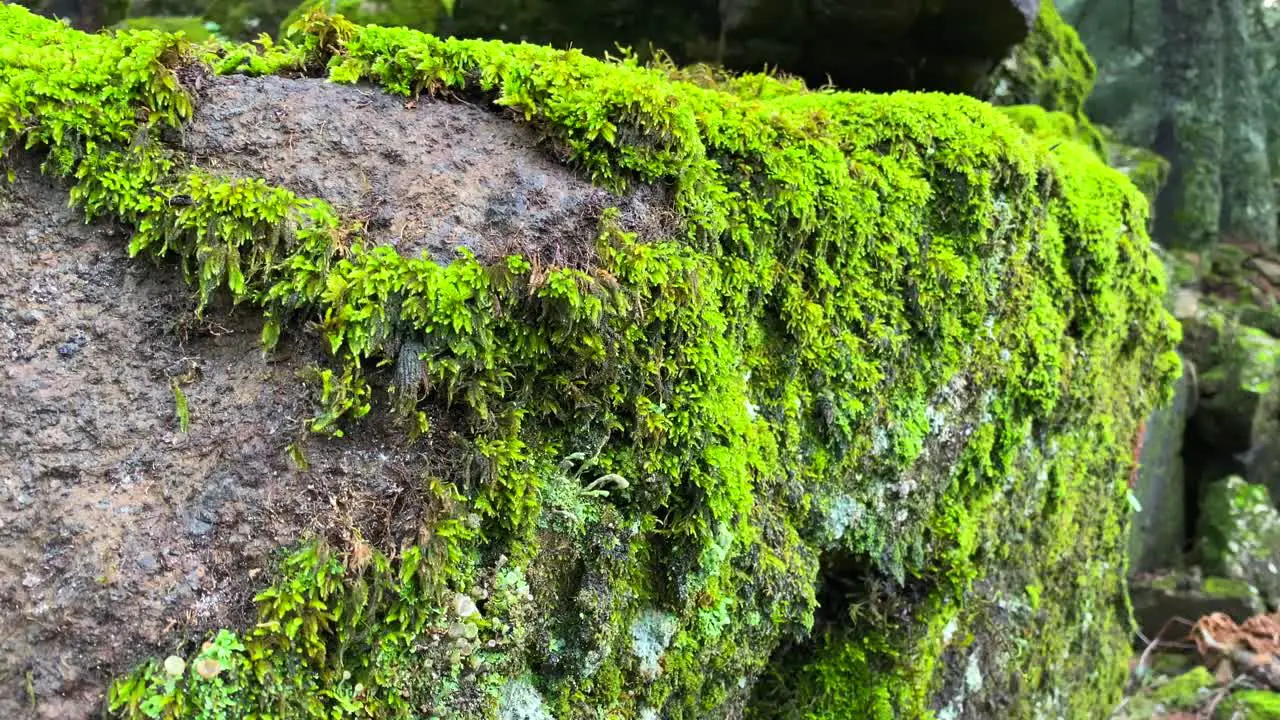 Beautiful bright green moss growing on big rocks in a forest in Marbella Malaga nature in Spain 4K shot