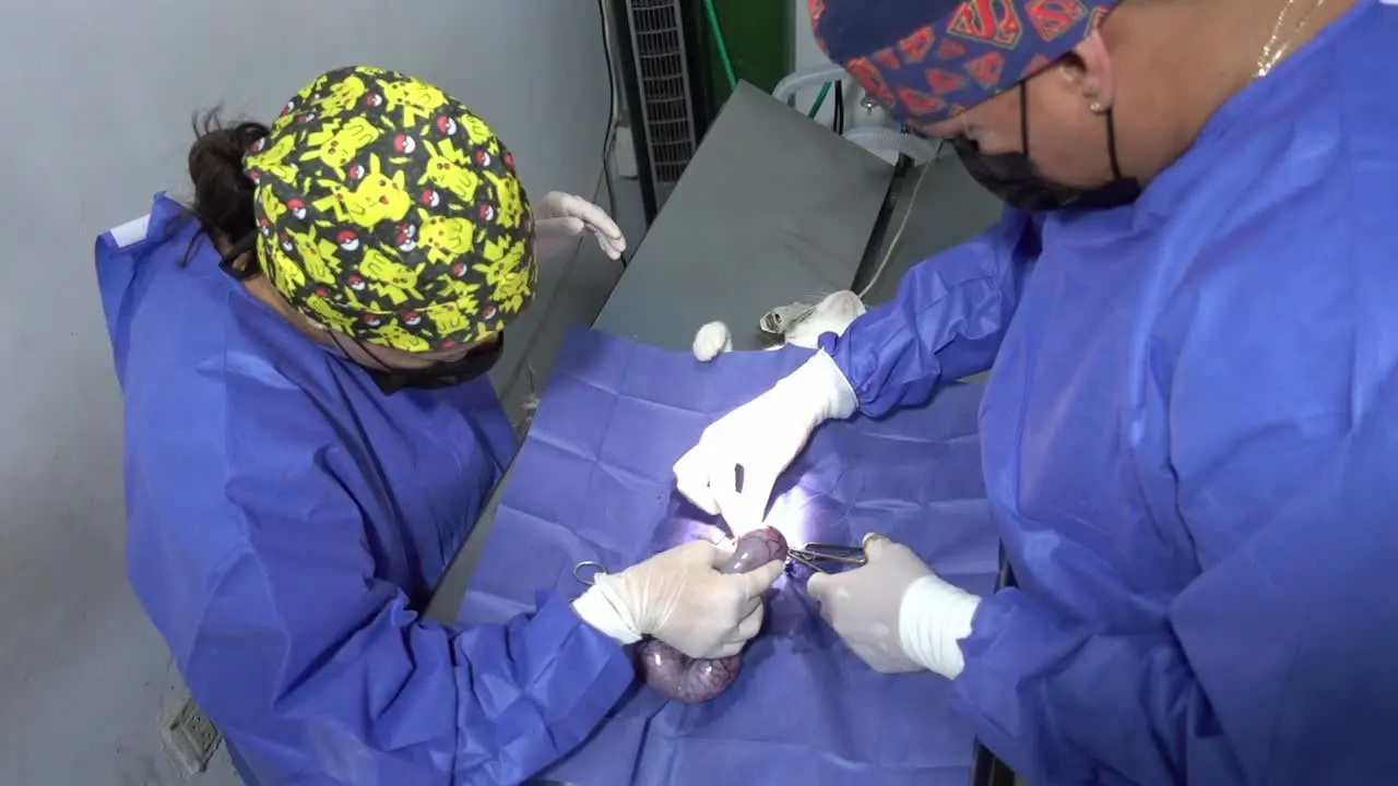 high-angle shot of a veterinary surgeon performing surgery on a cats intestines