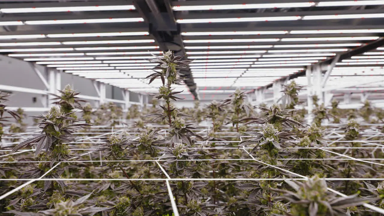 Dolly shot along Cannabis production plants in greenhouse California