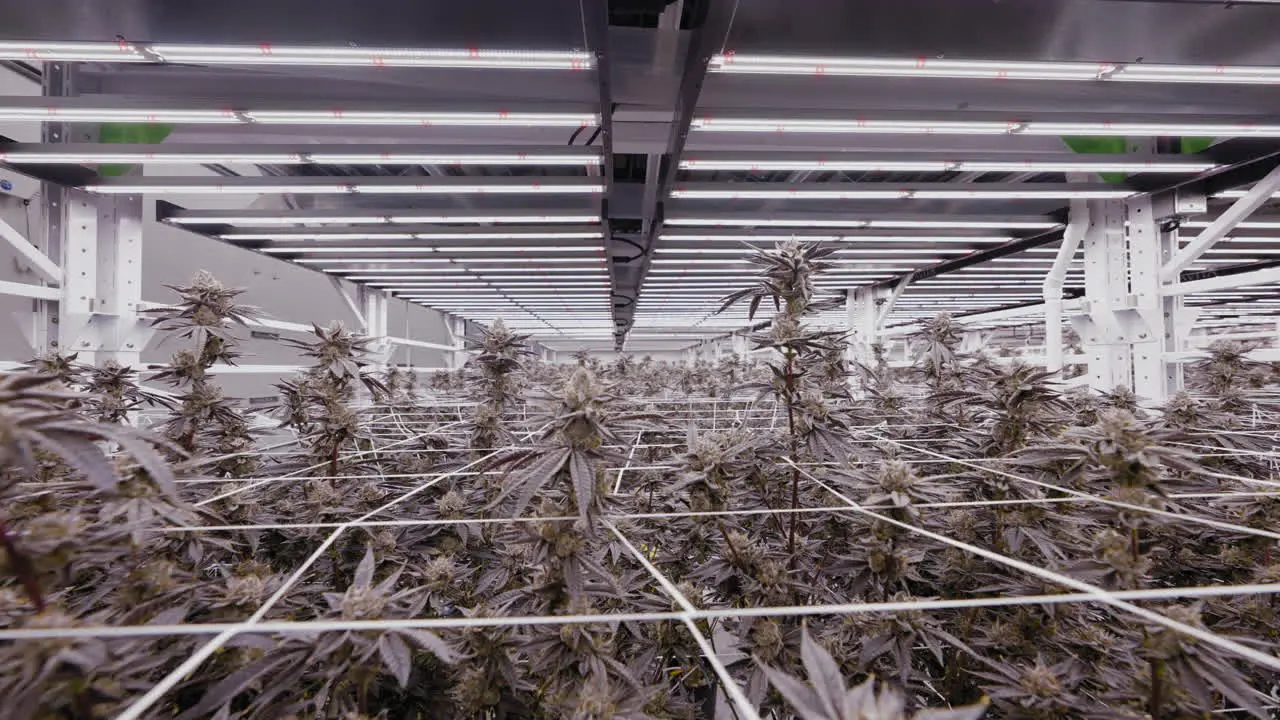 Tracking shot of Modern greenhouse interior with growing Marijuana plants California