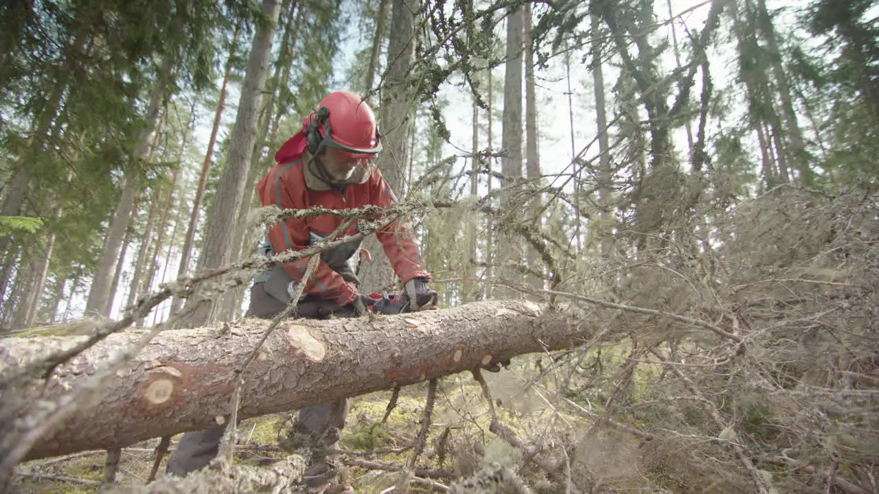 SLOW MOTION BACKLIT Cleaning up the felled stem before cutting to length