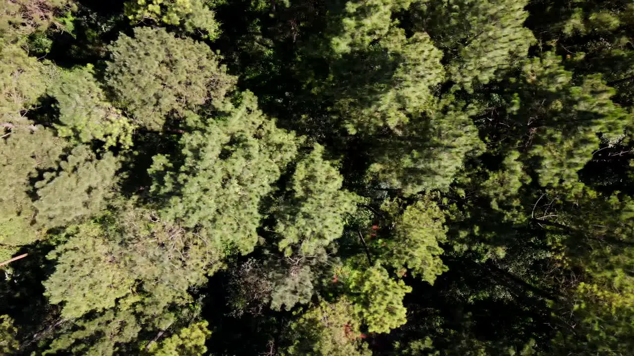 Top-down view of a pine plantation in Misiones Argentina