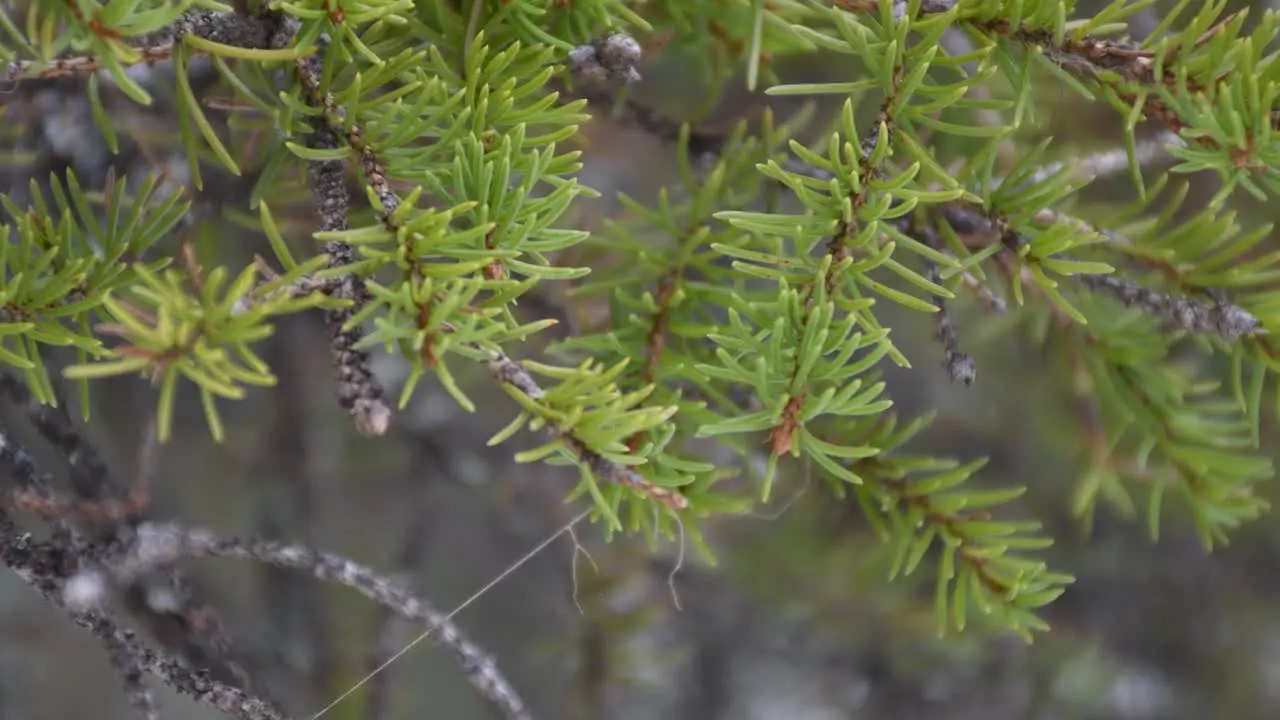 Slow tilt up young pine needles in snowy forest