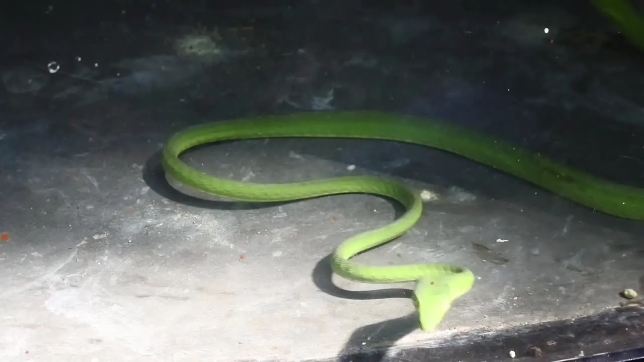 Footage of a green viper moving around in a glass cage