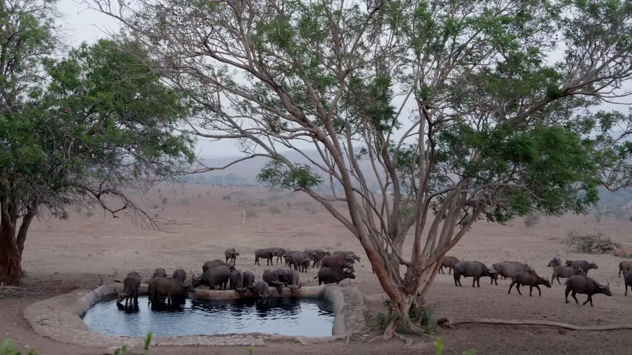 Fixed Shot Of Herd Of Buffalos Drinking Water From Pond And Grazing In Green Fields