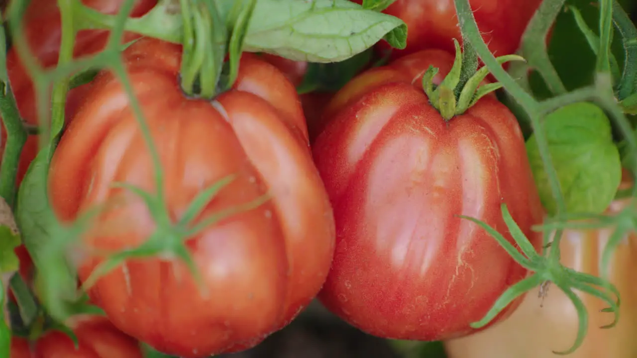 Pan of ox-heart tomatoes hanging on green stems in a greenhouse close-up