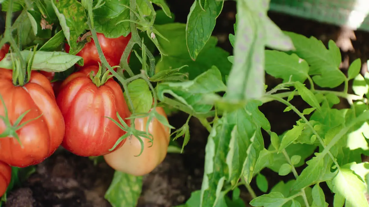 Pan of ox-heart tomatoes hanging on green stems in a greenhouse