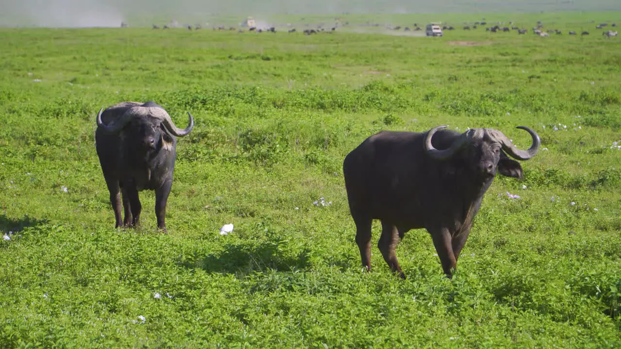 african bulls walk on the savannah with a safari jeep in the background surrounded by wildlife